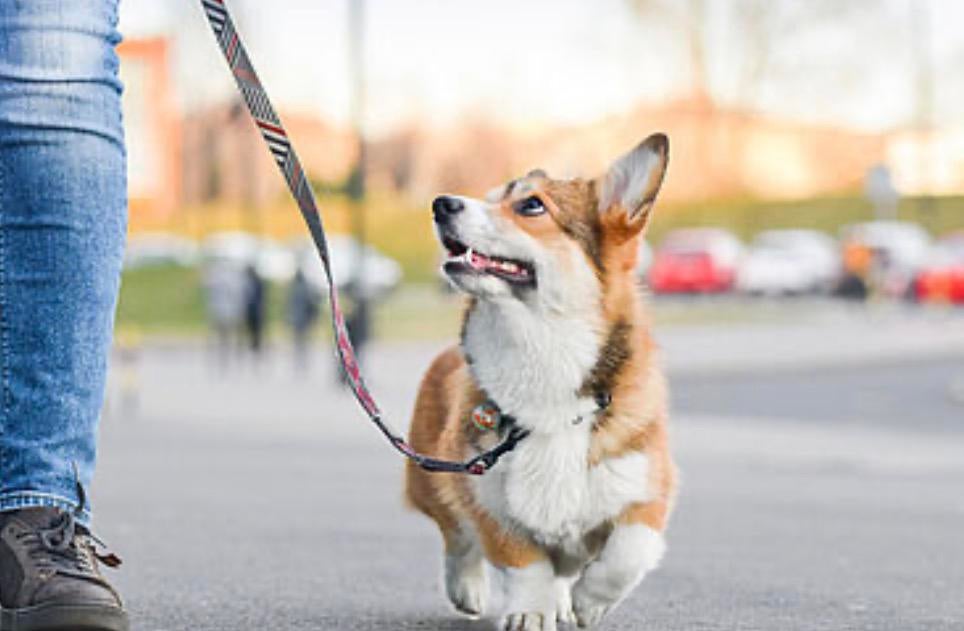 Honden uitlaten/oppas aangeboden!, Ophalen