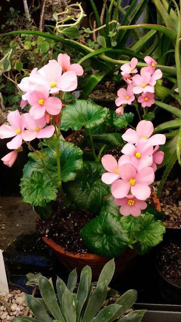 Begonia socotrana Socotra Jemen zeldzaam 4 knolletjes uniek!, Ophalen of Verzenden, Halfschaduw, Minder dan 100 cm