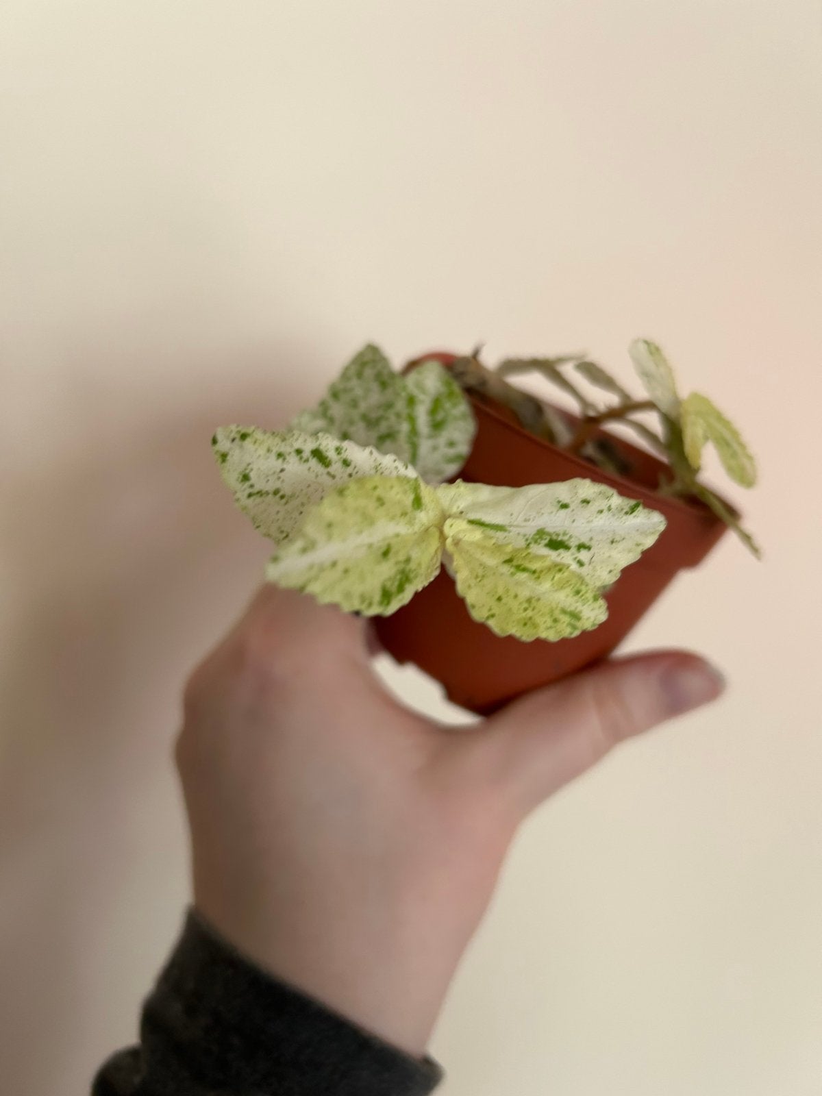 Pellionia repens variegata, Ophalen, Overige soorten, In pot, Minder dan 100 cm