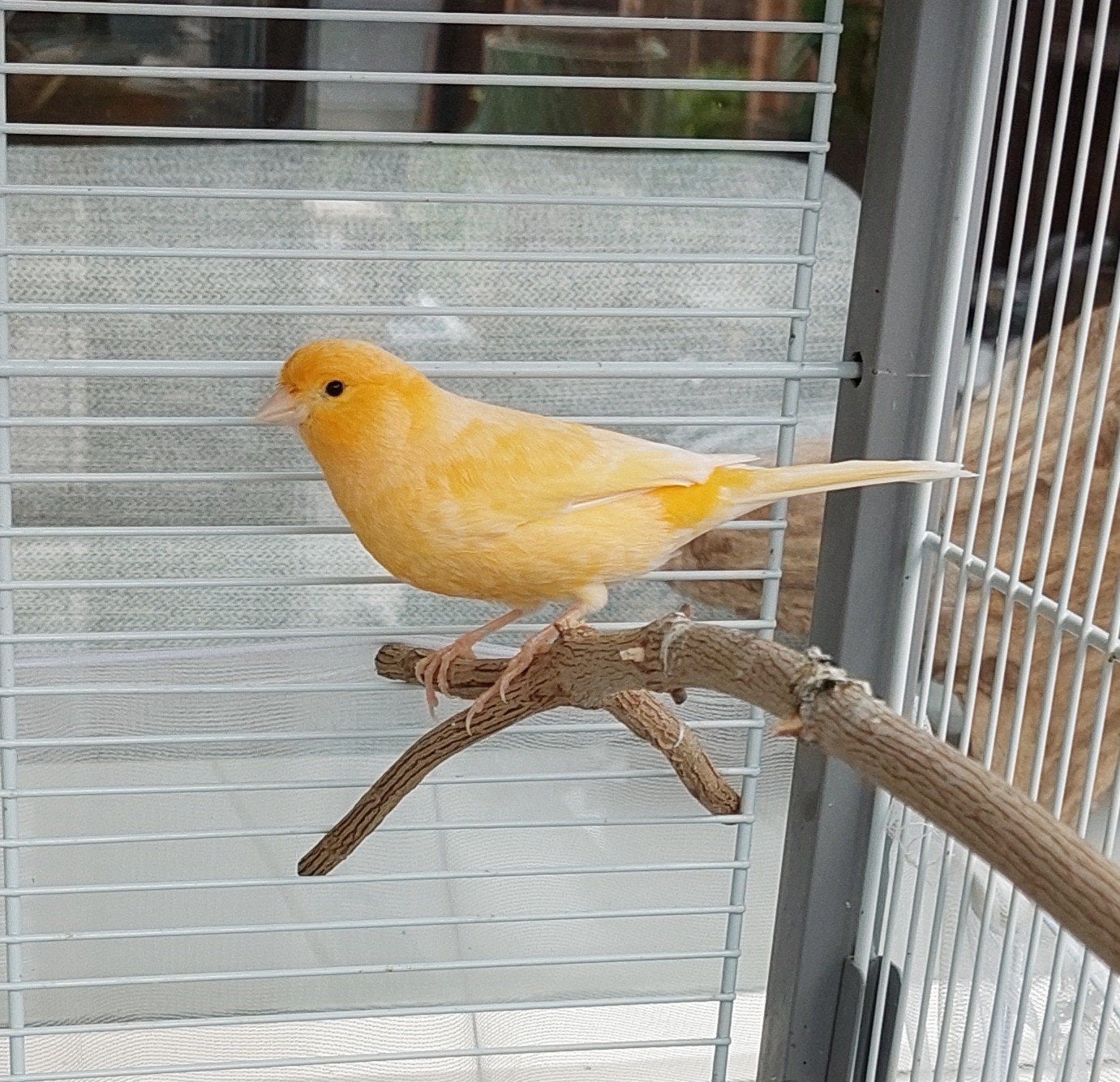Koppel kanaries ., Dieren en Toebehoren, Vogels | Kanaries, Meerdere dieren, Kleurkanarie