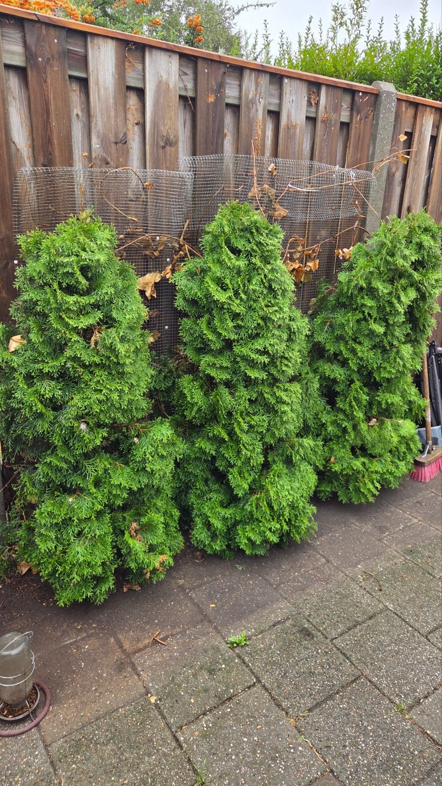 3 coniferen Gratis af te halen., Tuin en Terras, Planten | Bomen, Ophalen, Bloeit niet, Halfschaduw, Overige soorten