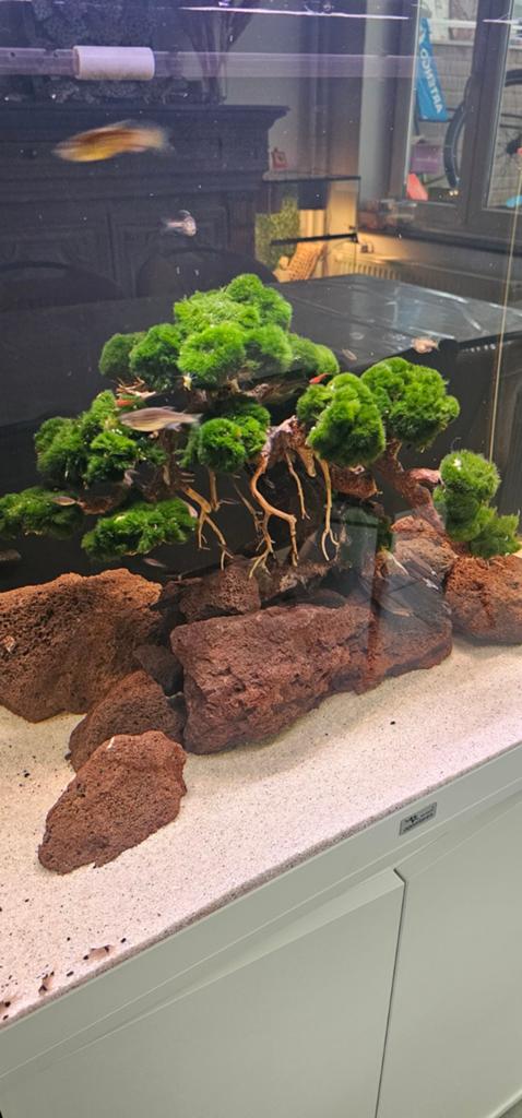Xxl bonsai driftwood, Ophalen, Plant(en), Steen of Hout