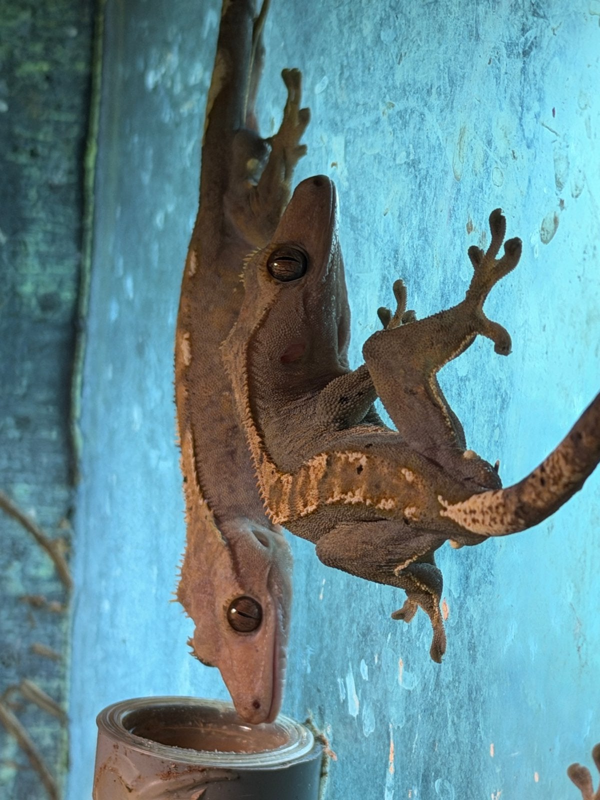 Wimper gekko’s Crested Gecko photo 5