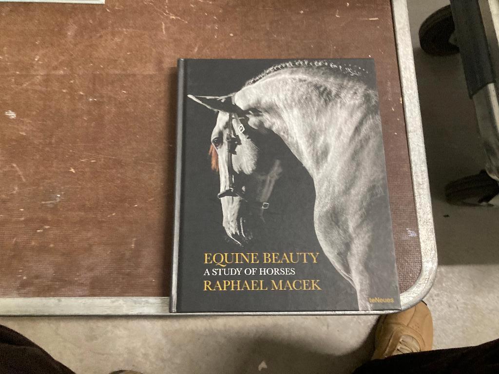 paard veulen dekhengst arabisch volbloed, Ophalen of Verzenden, Zo goed als nieuw, Paarden of Pony's