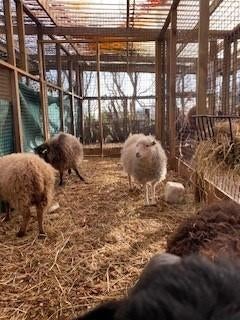Ouessant schapen | Diverse kleuren | Passend advies, Vrouwelijk, Schaap, 0 tot 2 jaar