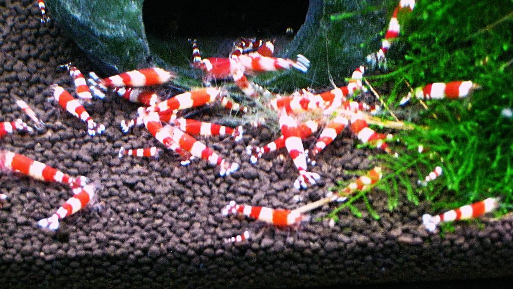 Crystal red garnalen ook verzenden vandaag 1,50  super mooi, Dieren en Toebehoren, Vissen | Aquariumvissen, Kreeft, Krab of Garnaal