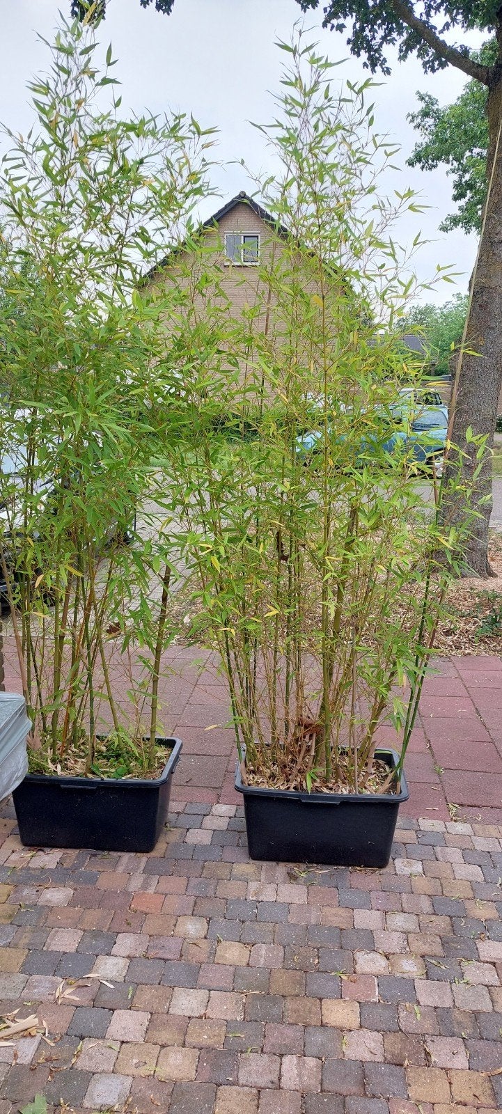 Bamboe, Tuin en Terras, Ophalen of Verzenden, Bloeit niet, Overige soorten, Halfschaduw
