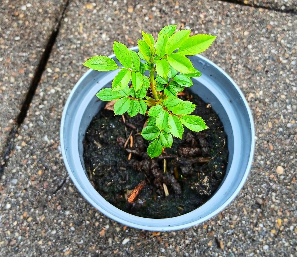 Franse Roos - Prachtige Rozenstruik voor uw Tuin, Tuin en Terras, Planten | Tuinplanten, Ophalen
