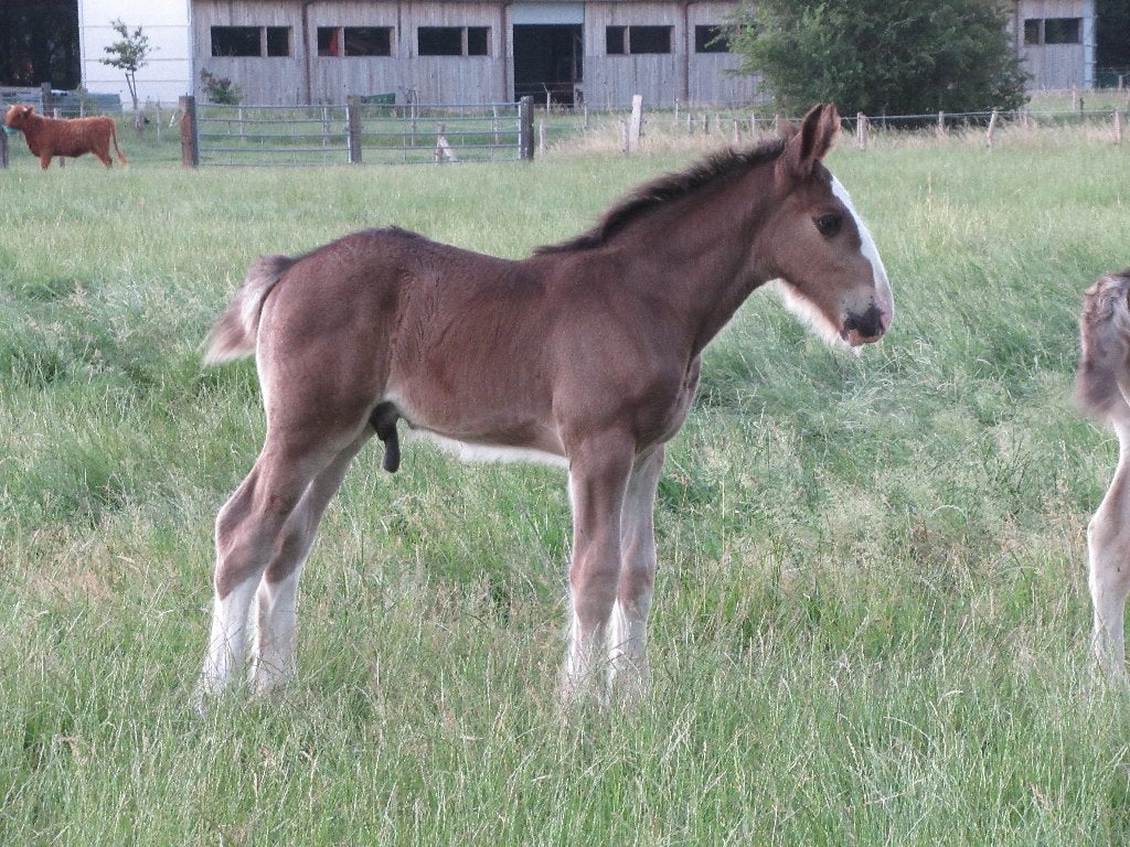 Merrie en hengstveulen Shire stamboek te reserveren, Dieren en Toebehoren, Paarden, Merrie, Met stamboom, 0 tot 2 jaar
