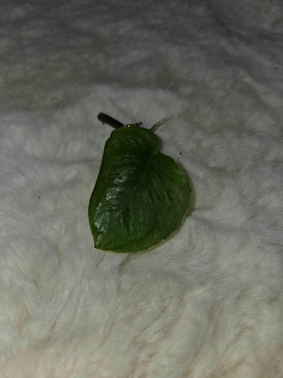 Monstera Dubia, Ophalen of Verzenden