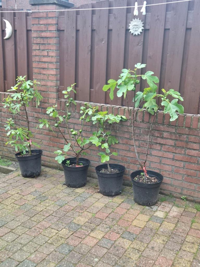 Vijgen verschillende soorten, Tuin en Terras, Planten | Fruitbomen, Ophalen of Verzenden, Minder dan 100 cm, Overige soorten