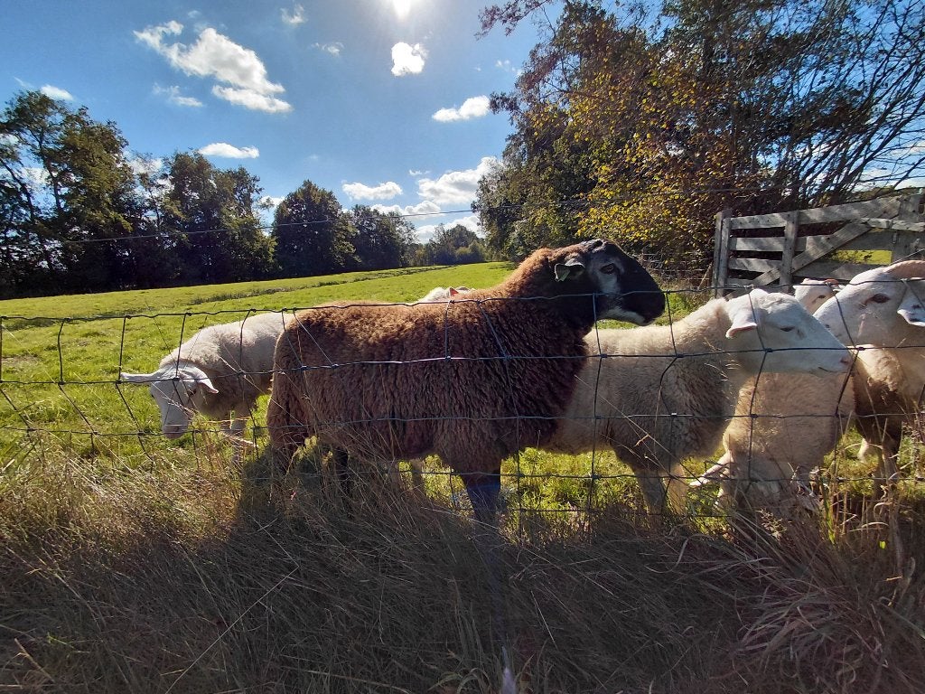 schapen, rammen, dekrammen, ooien, Dieren en Toebehoren, Meerdere dieren, Schaap, 0 tot 2 jaar