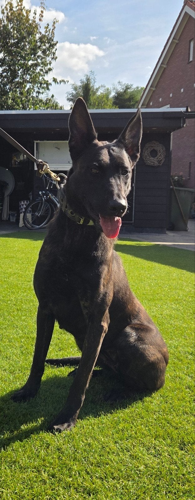 Hollandse Herder, Overige rassen, 1 tot 2 jaar, Parvo, Teef