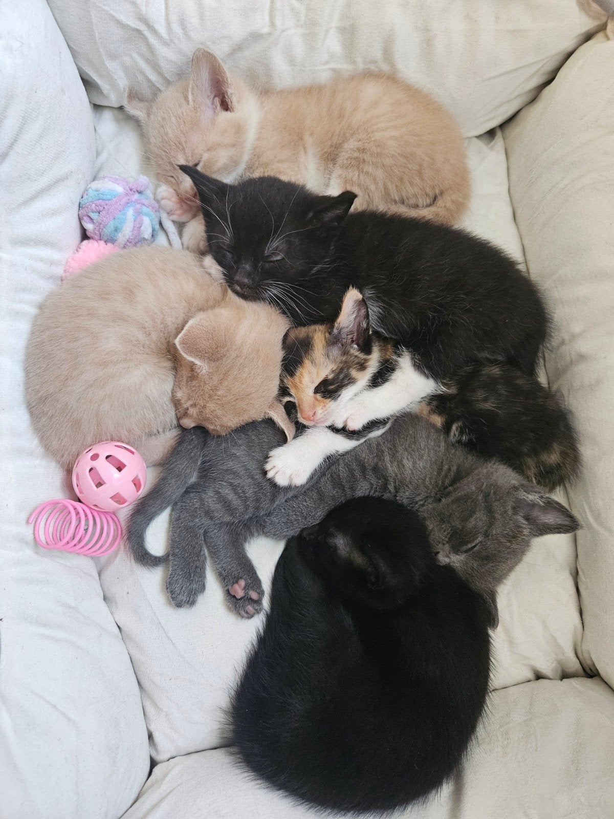 kittens ( rood , lapjes , zwart en zwart wit ), Meerdere dieren, Kortharig, 0 tot 2 jaar