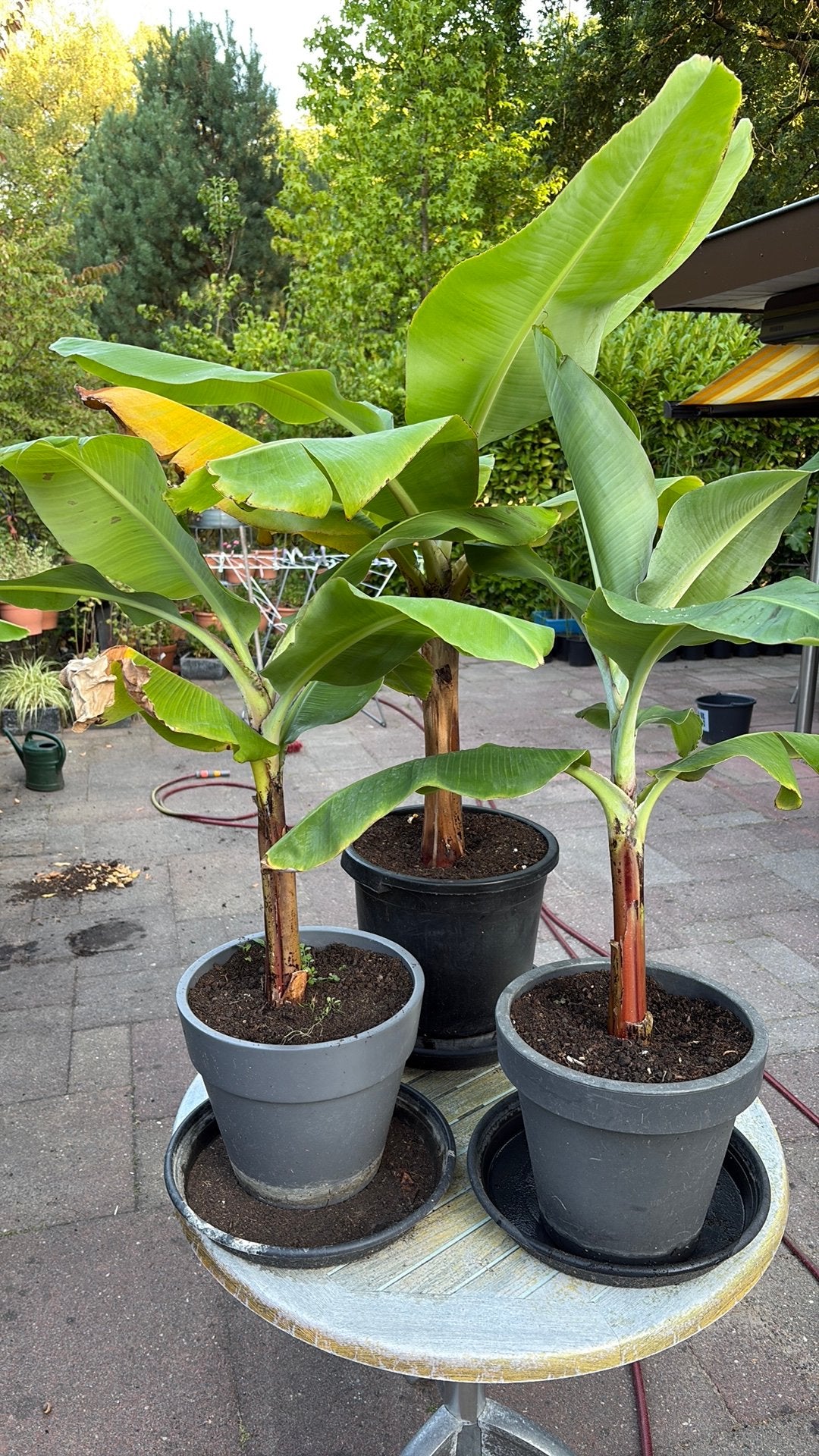 Bananenplant, Tuin en Terras, Ophalen, Volle zon