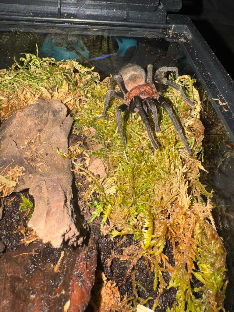 Female bumba horrida, Dieren en Toebehoren, Spin of Schorpioen