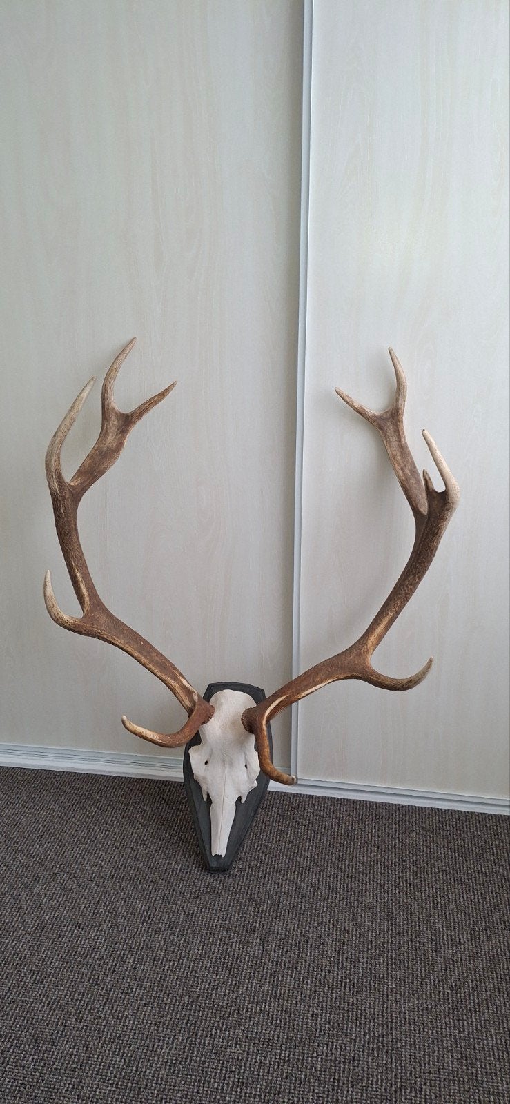 Groot Hertengewei op Schaal - Decoratief Wandobject, Verzamelen, Dierenverzamelingen, Ophalen of Verzenden, Gebruikt, Hert, Gewei of Kop