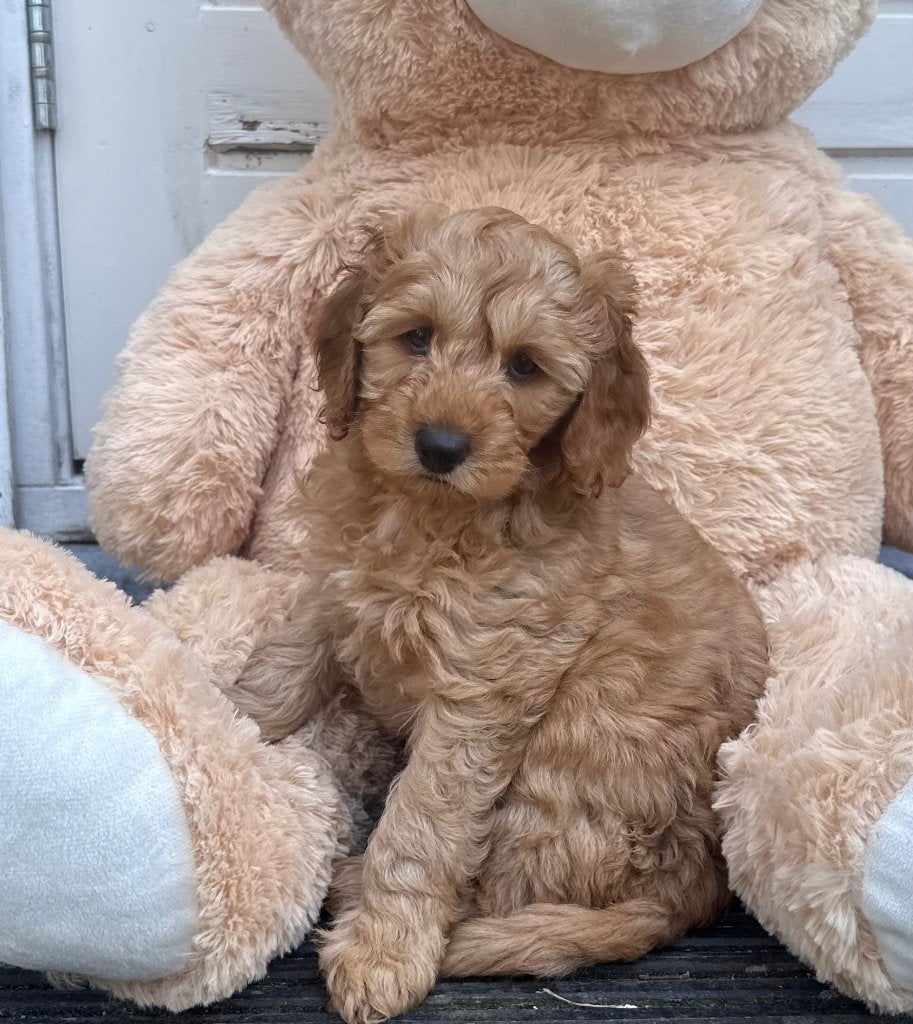 Australian Labradoodle pups met stamboom | Mogen verhuizen🧸, Dieren en Toebehoren, Honden | Retrievers, Spaniëls en Waterhonden