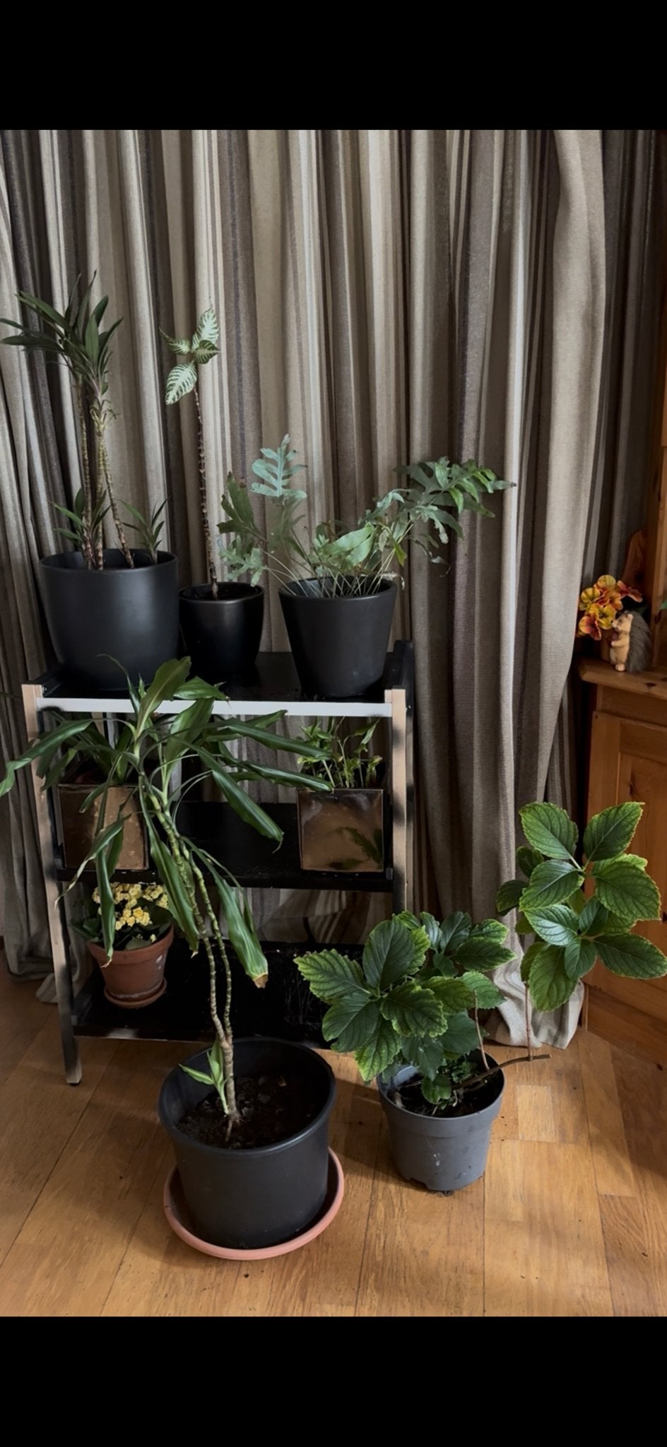 9 ( zie fotos) groene kamerplanten met 5 stevige bloempot, Huis en Inrichting, Kamerplanten, Ophalen, Halfschaduw, In pot, Minder dan 100 cm