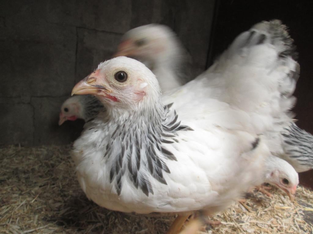 jonge wyandottkrielen, Dieren en Toebehoren, Pluimvee, Kip, Meerdere dieren
