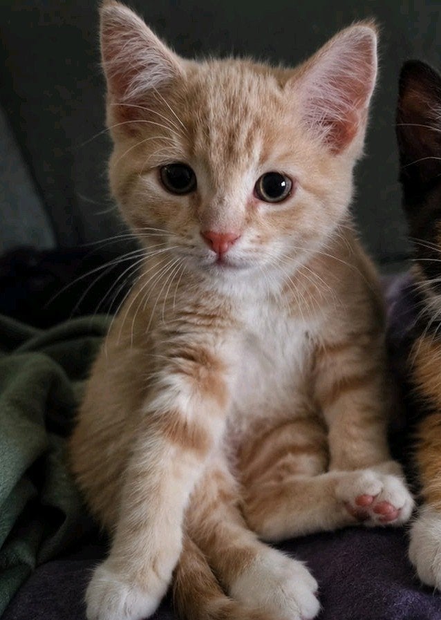 liever kater, Kater, 0 tot 2 jaar
