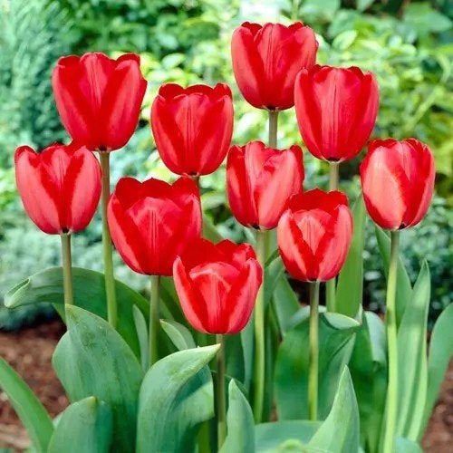 Red impression tulp tulpenbollen, Ophalen of Verzenden, Volle zon