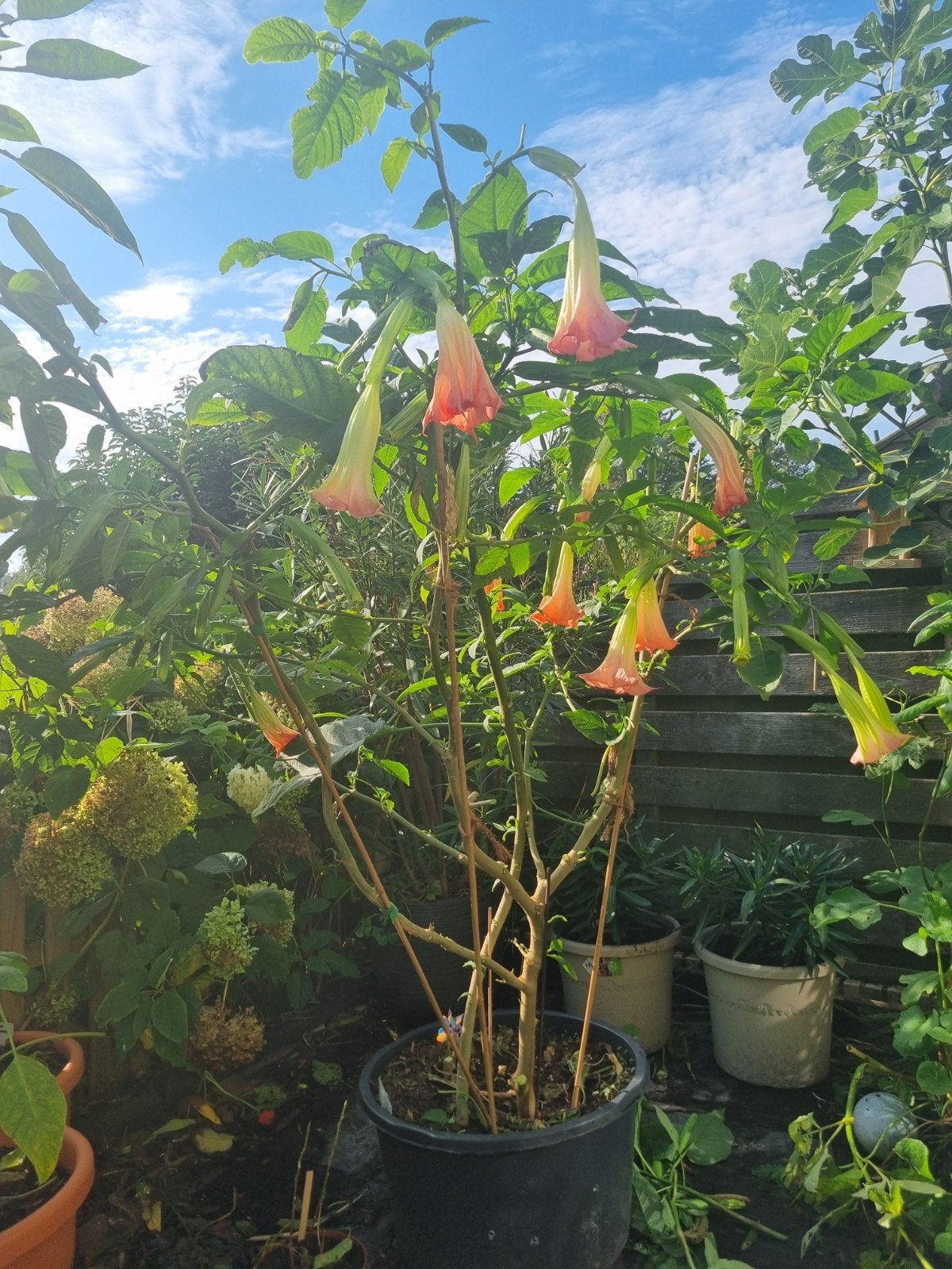 XL roze Brugmansia / Engelentrompet Volwassen Plant, Volle zon, Vaste plant, Zomer, Ophalen
