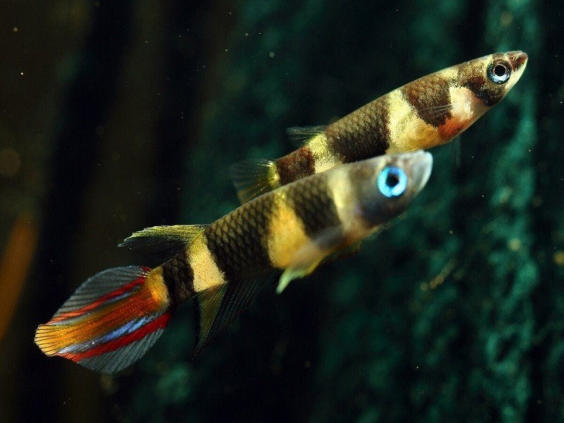 epiplatys annulatus €2,95, Dieren en Toebehoren, ., Overige typen, Nieuw, Ophalen of Verzenden