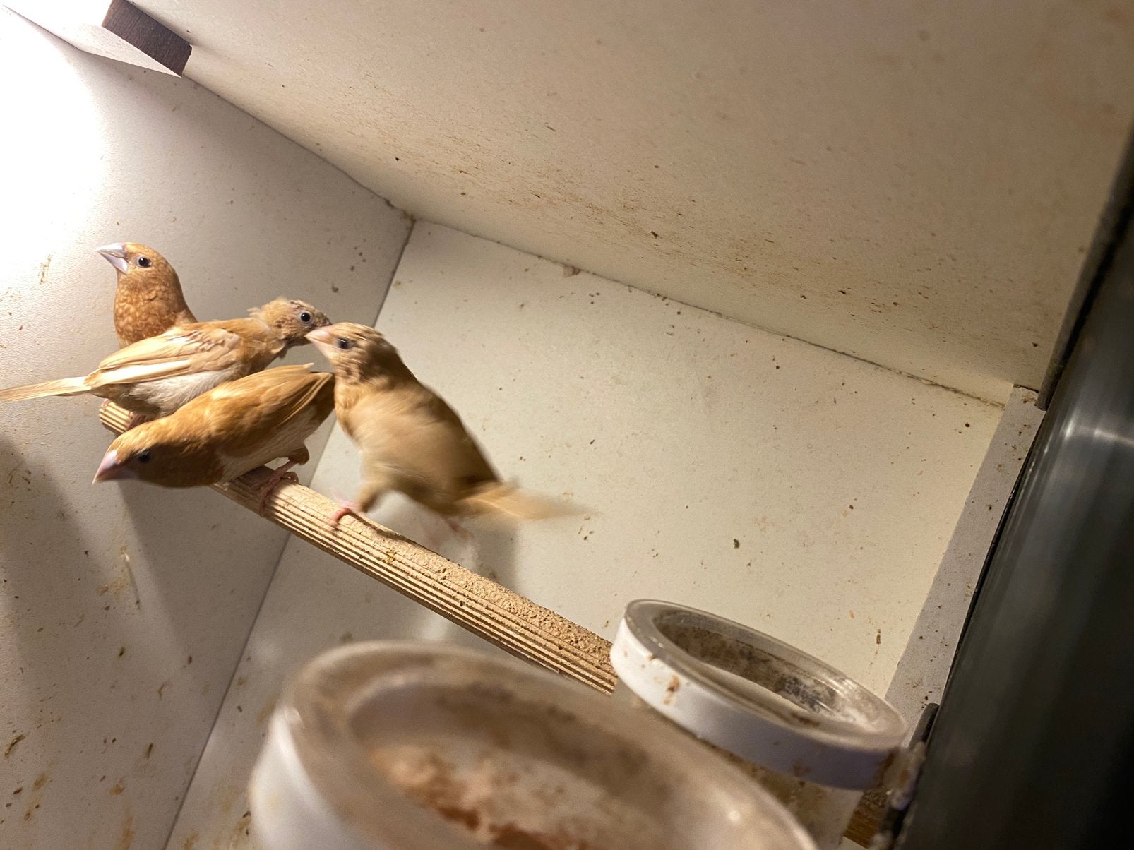 Koppels Japanse meeuwen. Lichte en donkere kleur., Dieren en Toebehoren, Meerdere dieren, Tropenvogel, Geringd