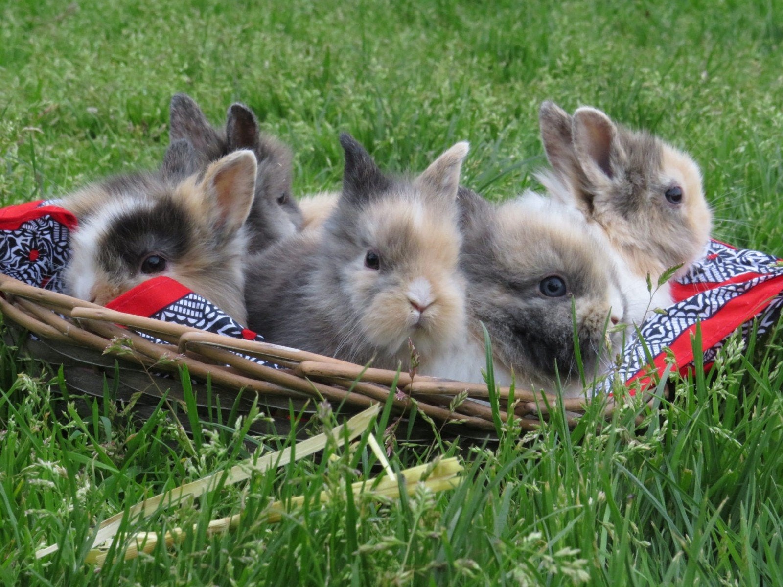 Mooie vossjes konijnen, Dieren en Toebehoren, Meerdere dieren, 0 tot 2 jaar