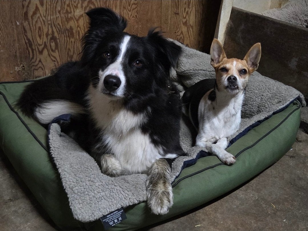 Border Collie teef zoekt liefdevol thuis ️