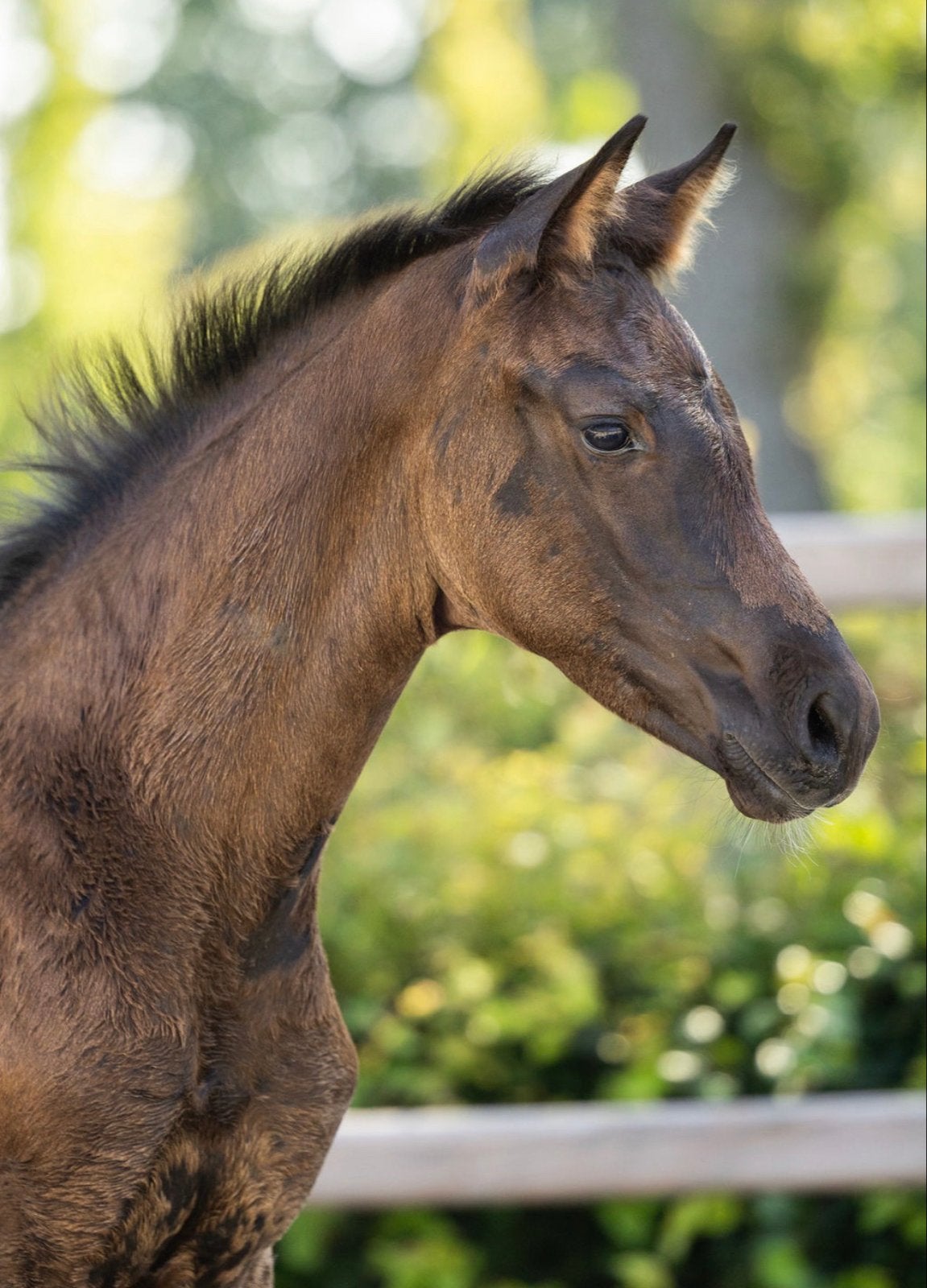 Super knap veelbeloved merrieveulen van Secret te koop., Merrie, Met stamboom, Niet van toepassing, Dressuurpaard