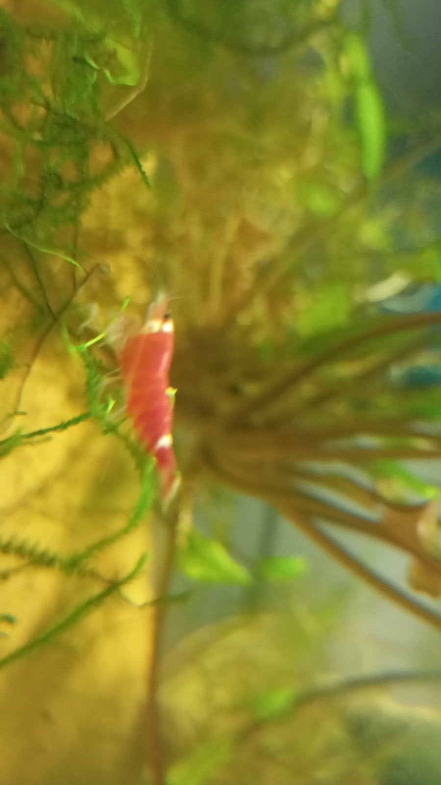 5x Crystal red santa garnalen, Dieren en Toebehoren, Kreeft, Krab of Garnaal