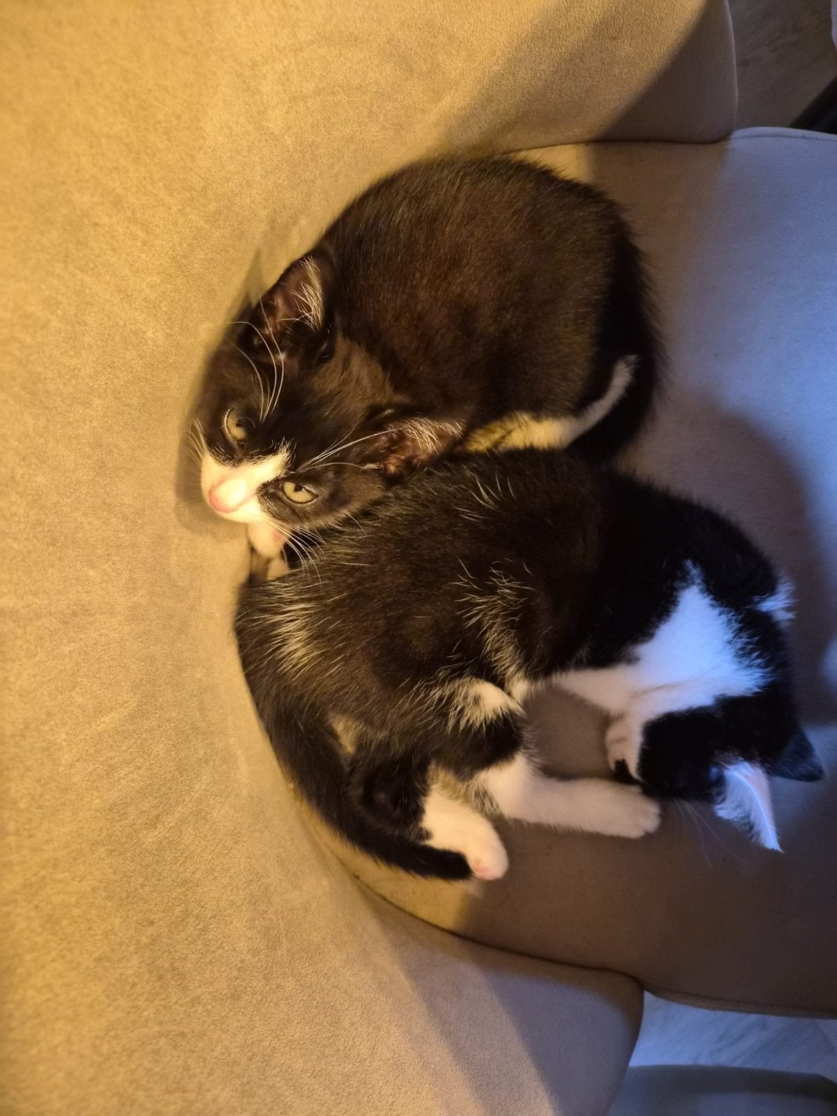 3 kittens aangeboden, Geslacht onbekend, Kortharig, 0 tot 2 jaar