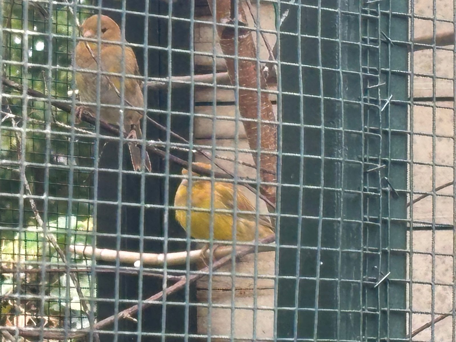 Te koop meerdere volgels, Meerdere dieren