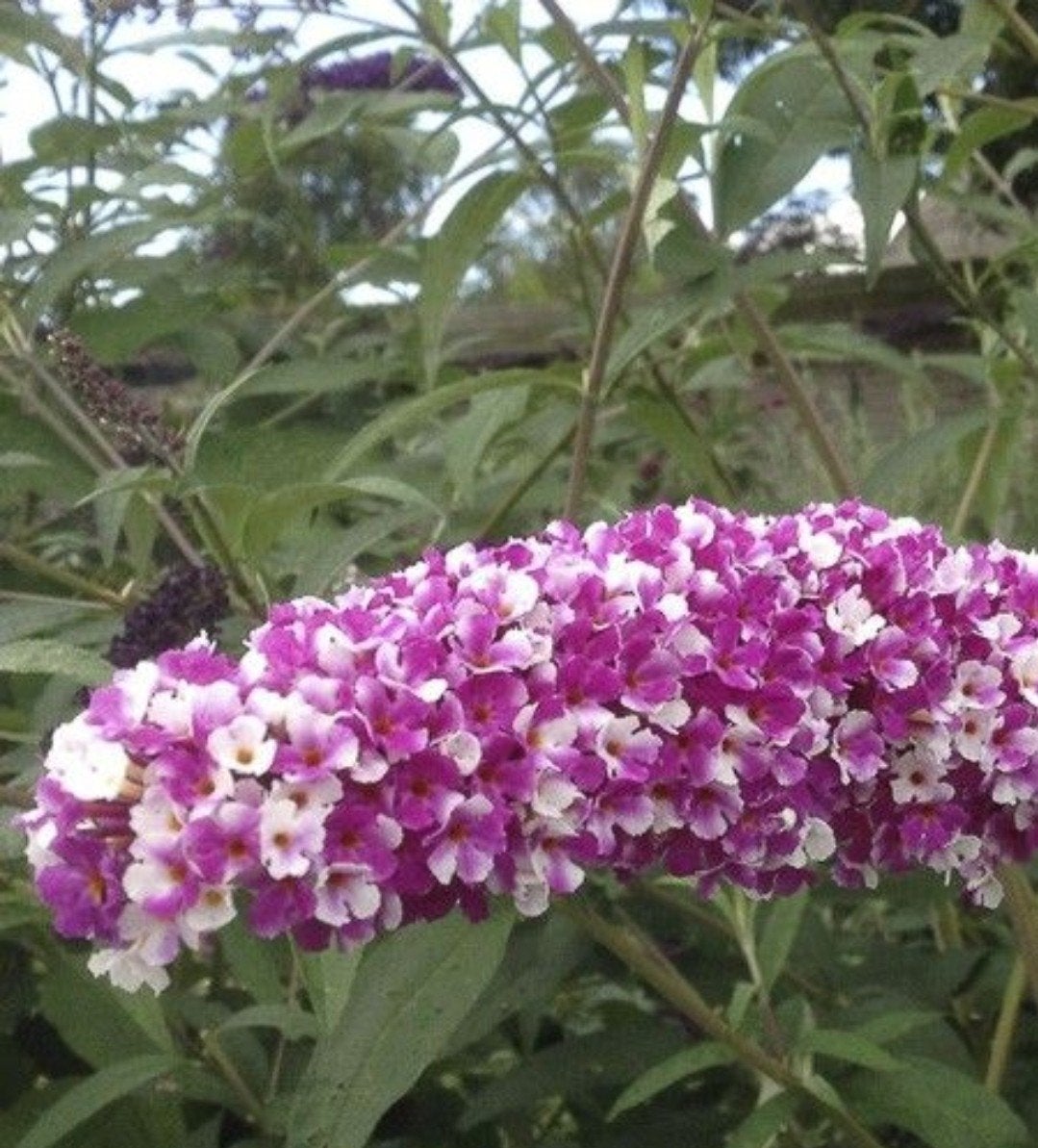 Vlinderstruik. Buddleja" Berries & Cream" stek Bio, Ophalen, Vlinderstruik, Minder dan 100 cm