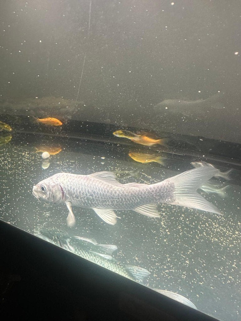 koi ogon 20 cm, Dieren en Toebehoren, Karper of Koi