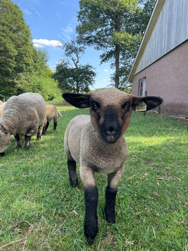 Hampshire Down ram (stamboom), Mannelijk, Schaap, 0 tot 2 jaar