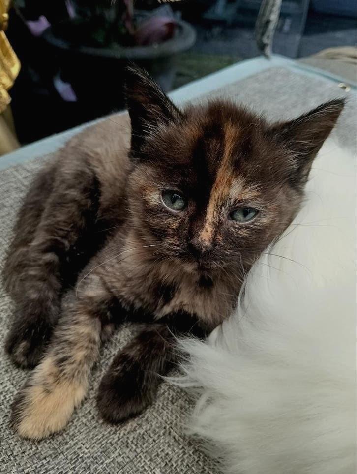 Noorse Siberische bos kittens, Meerdere dieren, Ontwormd, 0 tot 2 jaar