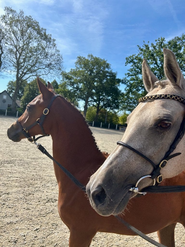 Prachtig 1e premie merrieveulen (D-pony), Dieren en Toebehoren, Merrie, Met stamboom, Dressuurpony, Niet van toepassing