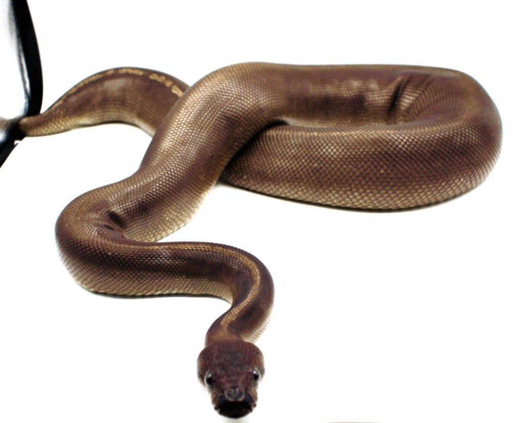 Ball Python Regius python 0.1BLACKHEAD GHI MOJAVE hetCLOWN, Dieren en Toebehoren, Slang, Tam, 3 tot 6 jaar