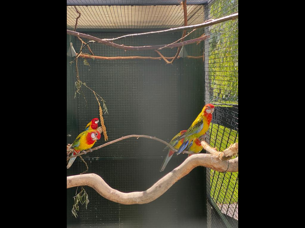 Goudmantel rosella parkiet, Dieren en Toebehoren, Mannelijk, Geringd