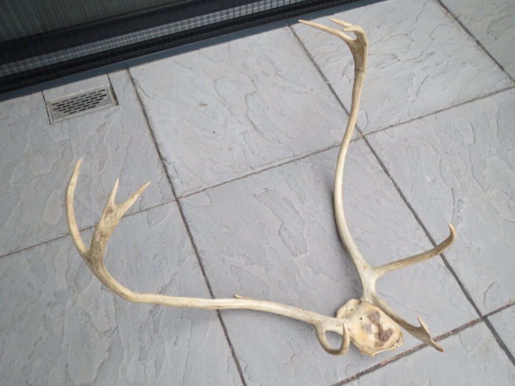 Groot mooi gewei met nog wat plukjes vacht op de kop, Ophalen, Gebruikt, Hert, Gewei of Kop