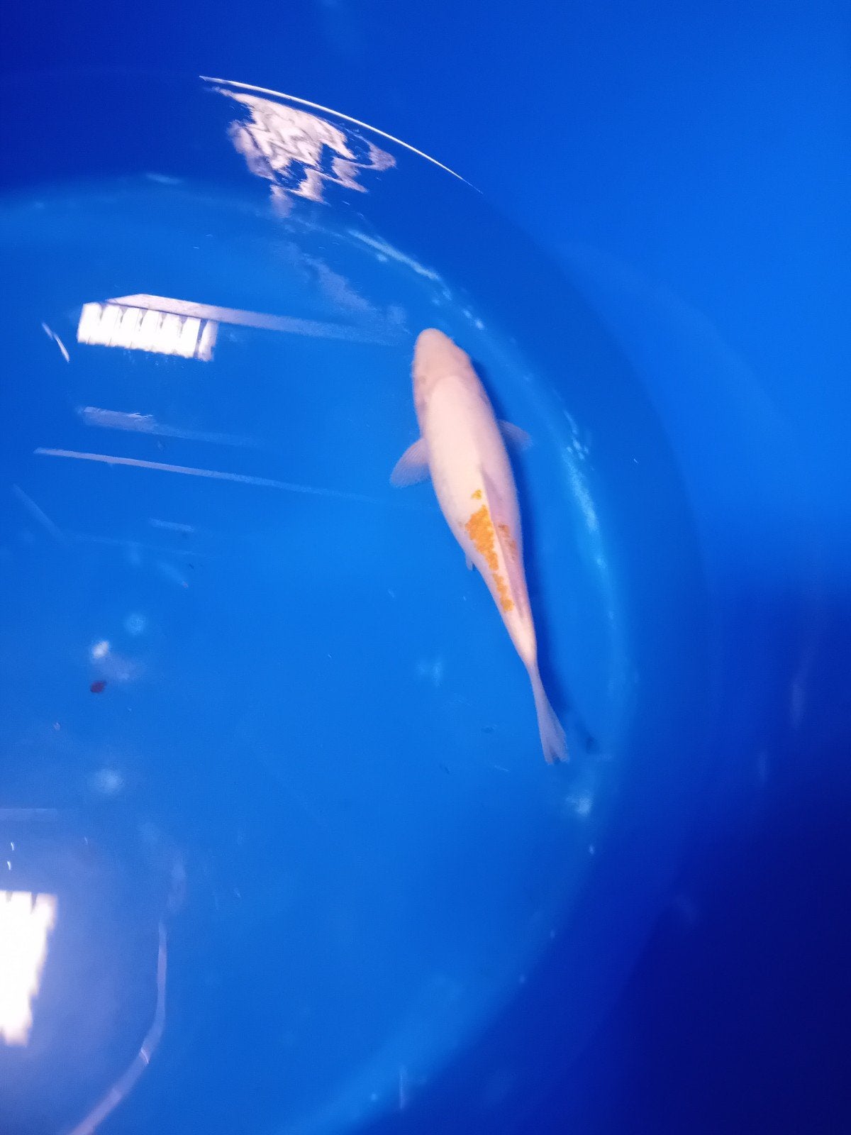 eigen kweek koi, Karper of Koi