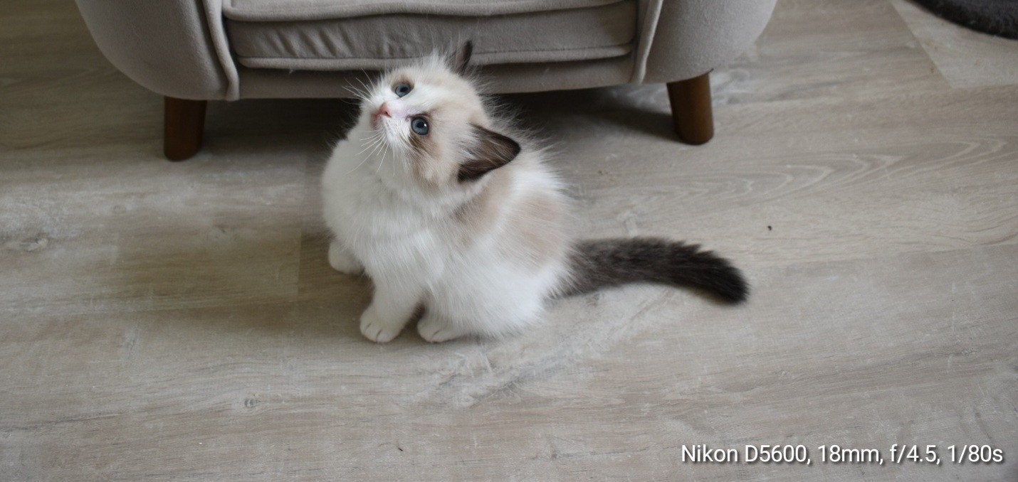 🐱 Stamboom Ragdoll Seal bicolor kitten poesje mag voor fok, Poes, Met stamboom, 0 tot 2 jaar