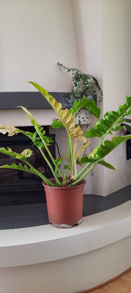Philodendron Golden Shaw, Huis en Inrichting, Kamerplanten, Ophalen, Halfschaduw, Minder dan 100 cm