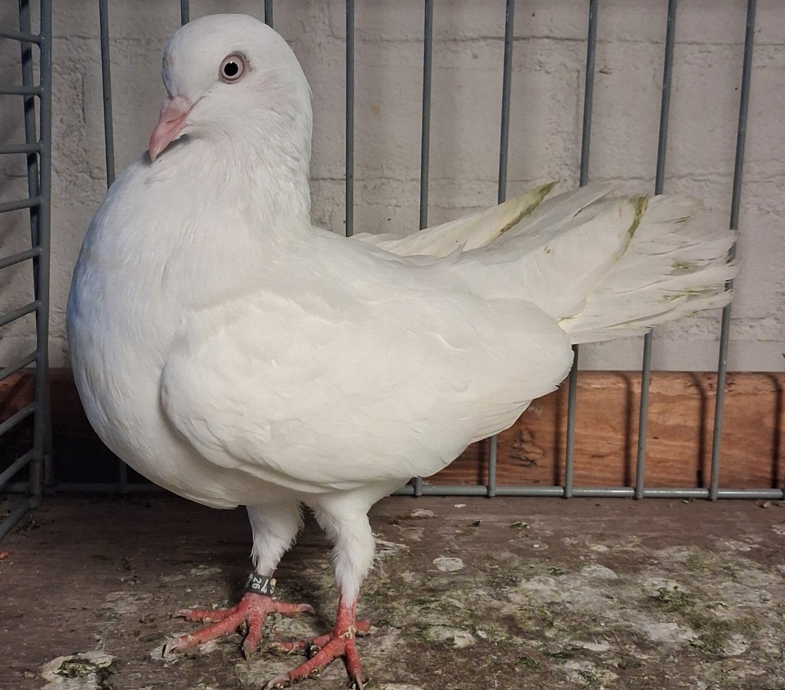 duiven te koop., Dieren en Toebehoren, Meerdere dieren, Kip