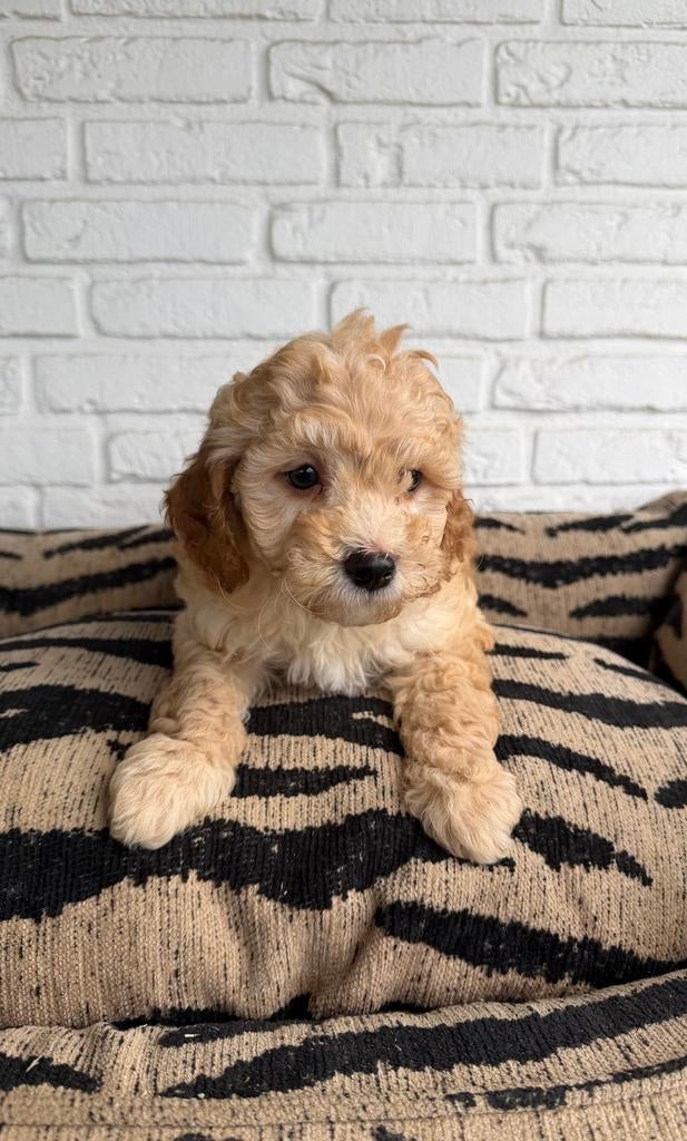 Maltipoo pups, maltezer x toy poedel, Parvo, Nederland, Overige rassen, 8 tot 15 weken