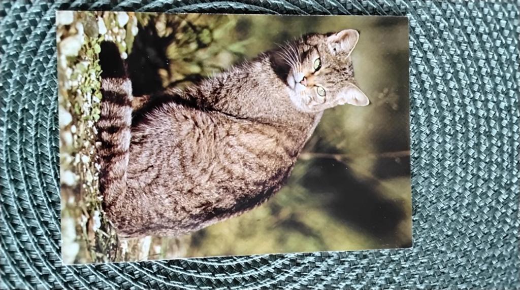 Mooie ansichtkaart met een wilde kat, Ophalen of Verzenden, 1980 tot heden, Ongelopen, Gelderland
