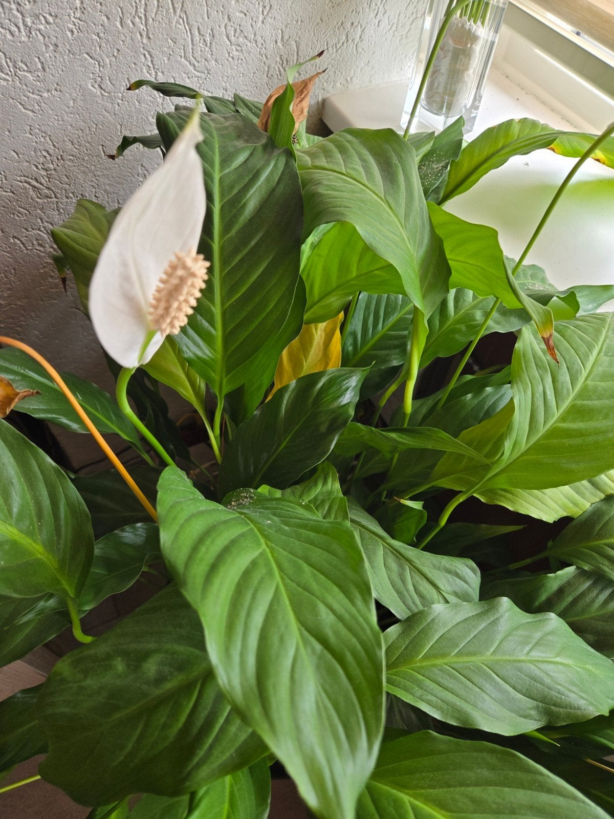 (Helft) Lepelplant, Huis en Inrichting, Kamerplanten, 100 tot 150 cm, Overige soorten, In pot, Bloeiende kamerplant